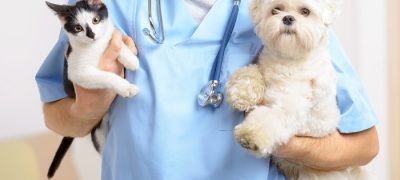 veterinaria