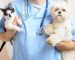 veterinaria