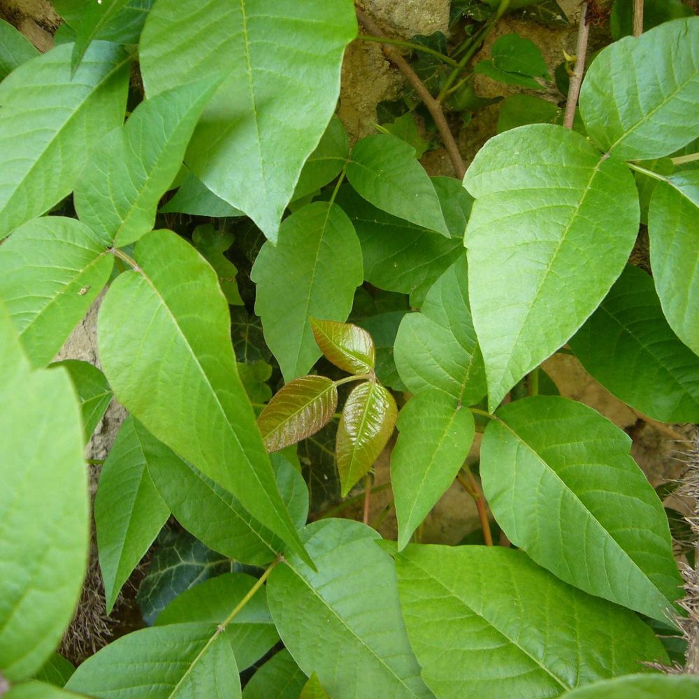 Rhus Toxicodendron  D 6   50 ml